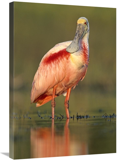 Global Gallery GCS-396117-2030-142 20 x 30 in. Roseate Spoonbill Wadin