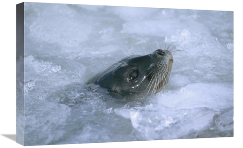 Global Gallery GCS-451089-1624-142 16 x 24 in. Ringed Seal Surfacing i