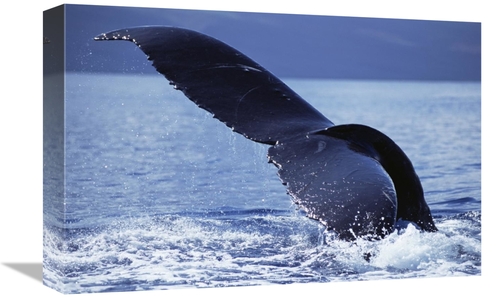 Global Gallery GCS-450804-1218-142 12 x 18 in. Humpback Whale Tail Lob