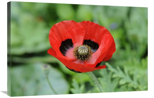 Global Gallery GCS-398337-2436-142 24 x 36 in. Ladybird Poppy Flowers 
