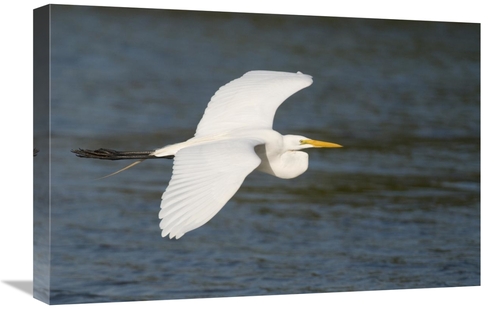 Global Gallery GCS-397330-1624-142 16 x 24 in. Great Egret Flying,