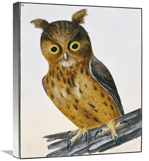 Global Gallery GCS-266769-22-142 22 in. Owl Art Print - William Lewin