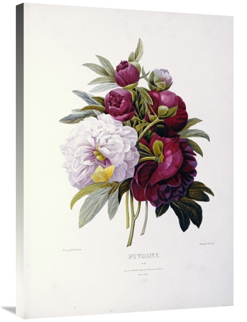 Global Gallery GCS-267093-36-142 36 in. Peonies Art Print - Pierre Jos