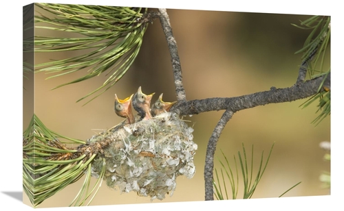 Global Gallery GCS-453351-1624-142 16 x 24 in. Plumbeous VIreo Begging