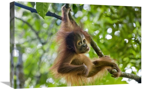 Global Gallery GCS-395859-1624-142 16 x 24 in. Sumatran Orangutan Nine