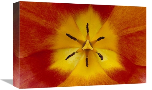 Global Gallery GCS-395341-1218-142 12 x 18 in. Tulip Detail Showing Pi