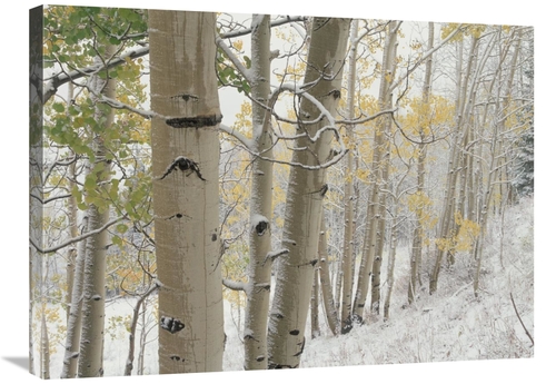 Global Gallery GCS-396379-2432-142 24 x 32 in. Aspens with Snow, G