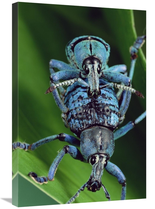 Global Gallery GCS-450957-2030-142 20 x 30 in. True Weevil Couple Mati