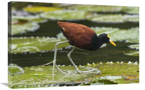 Global Gallery GCS-397347-2030-142 20 x 30 in. Northern Jacana Foragin