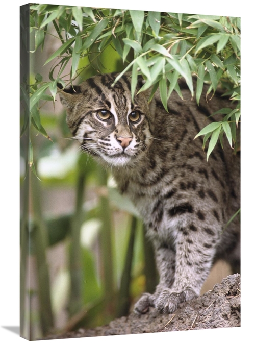 Global Gallery GCS-450828-2030-142 20 x 30 in. Fishing Cat Portrait