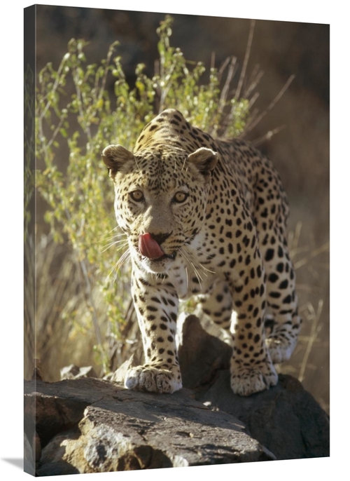 Global Gallery GCS-452471-2436-142 24 x 36 in. Leopard, Etosha Nat