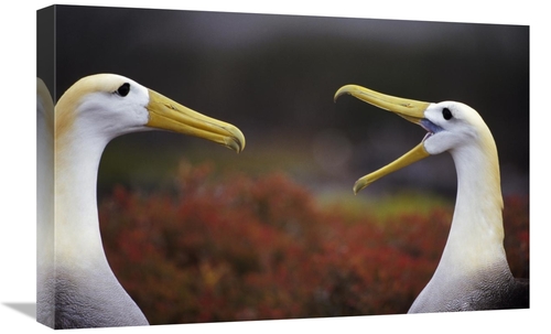 Global Gallery GCS-395588-1624-142 16 x 24 in. Waved Albatross Courtsh