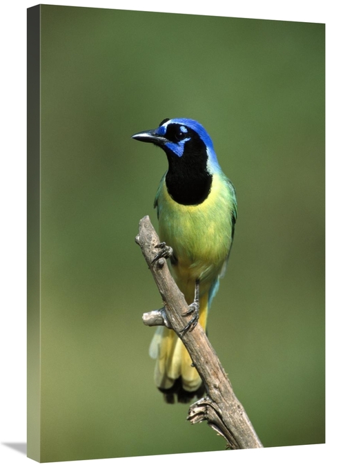 Global Gallery GCS-453287-2030-142 20 x 30 in. Green Jay Perching,