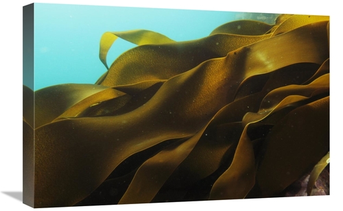 Global Gallery GCS-397700-1624-142 16 x 24 in. Ribbon Kelp, Antarc