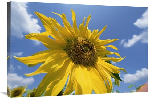 Global Gallery GCS-398479-2436-142 24 x 36 in. Common Sunflower with B